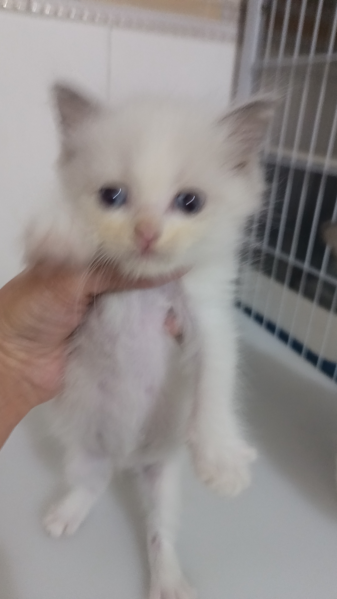 特价出布偶妹妹了，666出